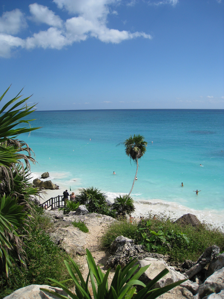 Tropical beach with lone palm tree