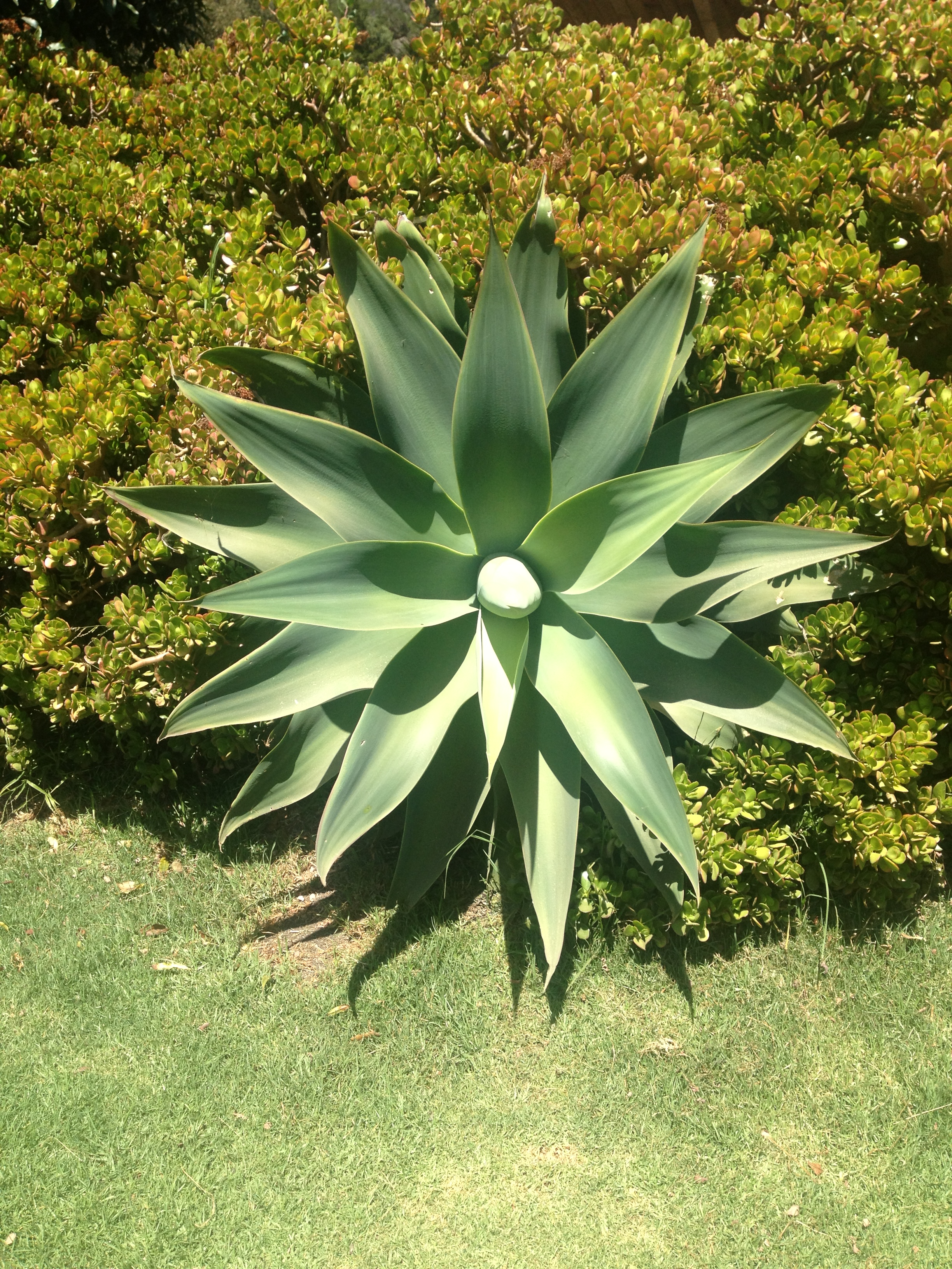 esalen succulent