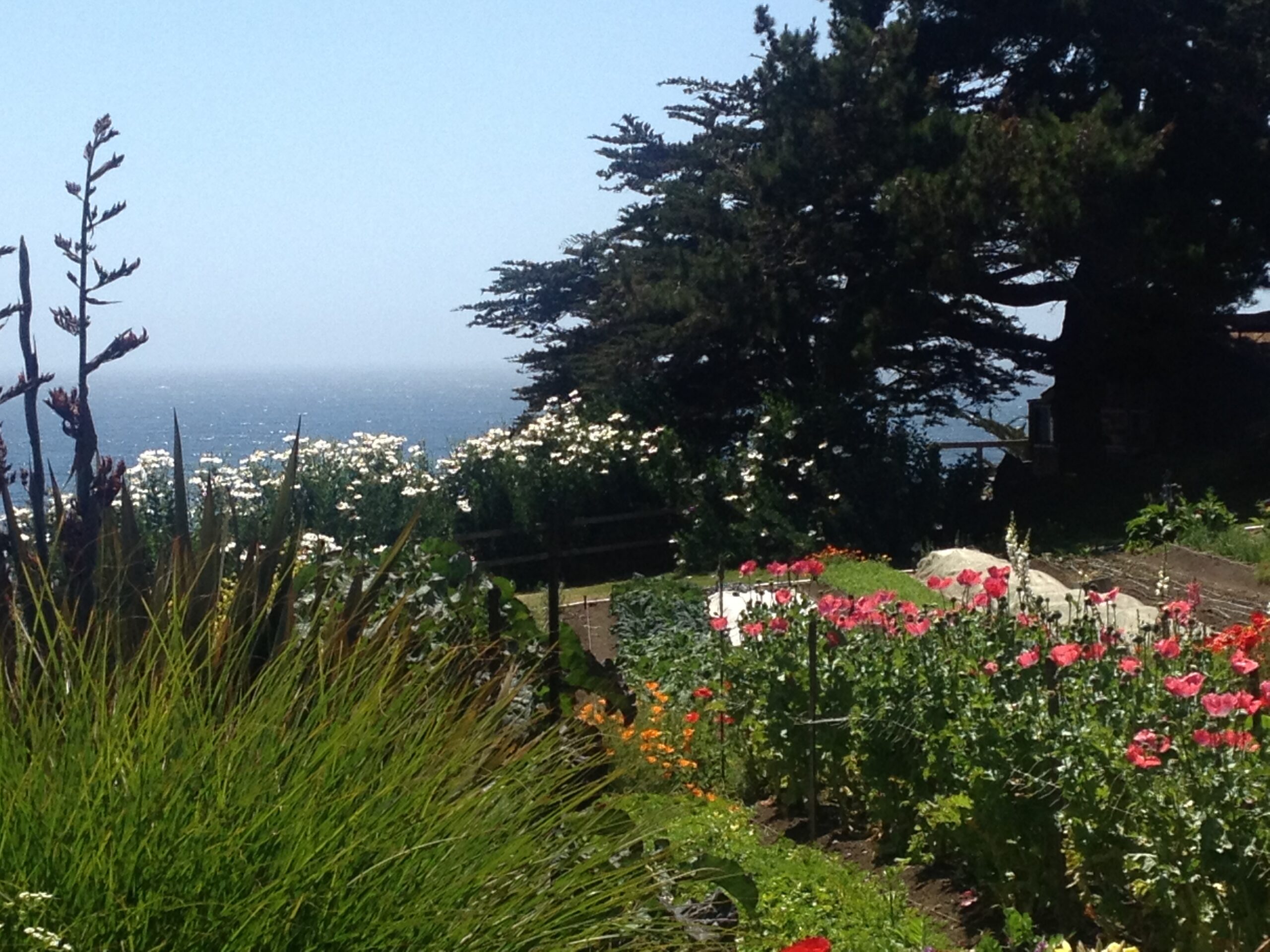 Coastal garden with flowers and ocean view